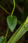 Pale spike lobelia